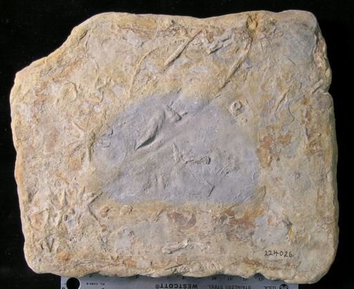 Asteriacites lumbricalis