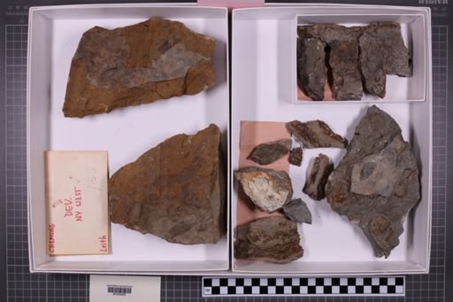 mixed taxa, stratigraphic collection