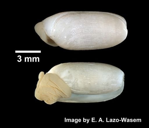 Cylichna alba