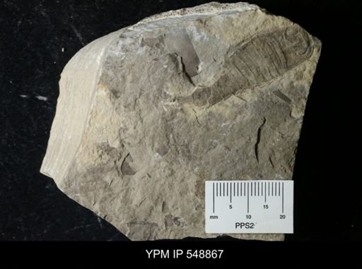undet. Eurypterida