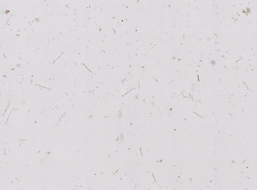 Pione vastifica