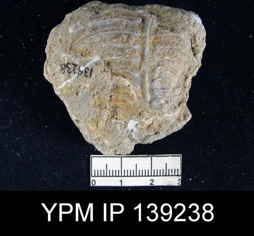 Lyttonia (Leptodus) tenuis