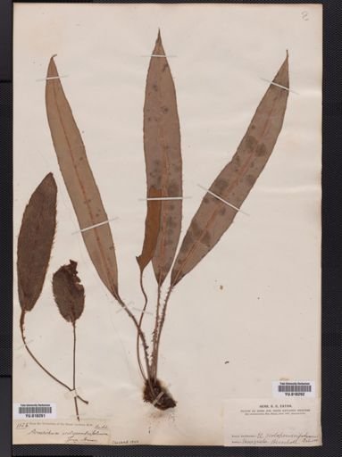 Elaphoglossum
