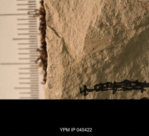 Probnis speciosa