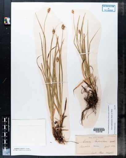 Carex cephalophora