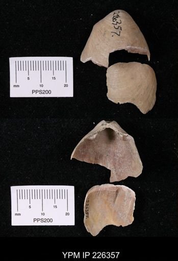 Oleneothyris harlani
