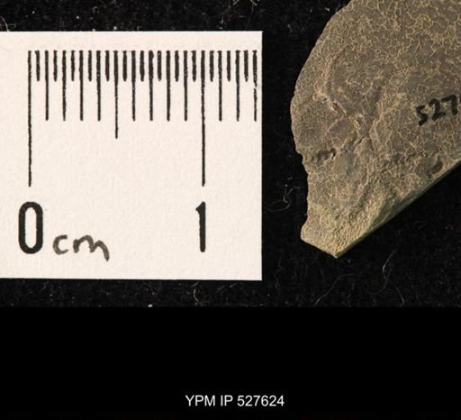 Ophiuroidea