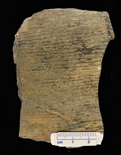 Calamites sp.
