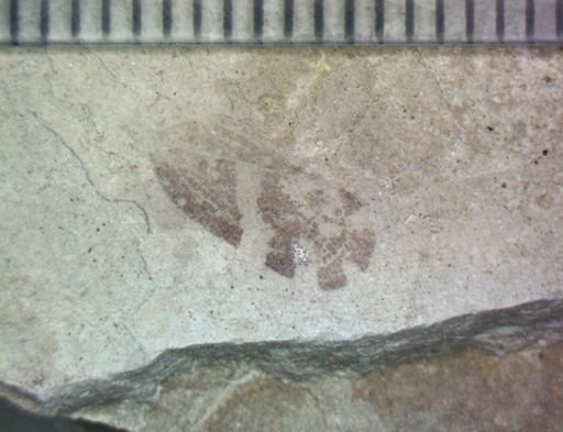 undet. Pterygota