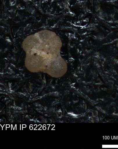 undet. Globigerinina