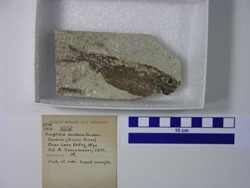 Knightia eocaena