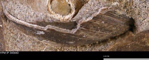Limopsis striatopunctatus