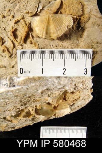 Eosyringothyris?