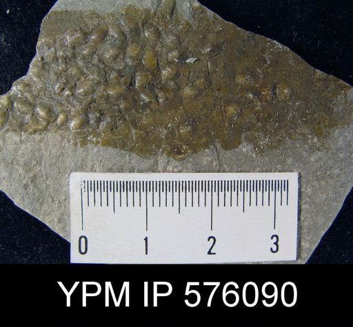 Plectambonites plicatella