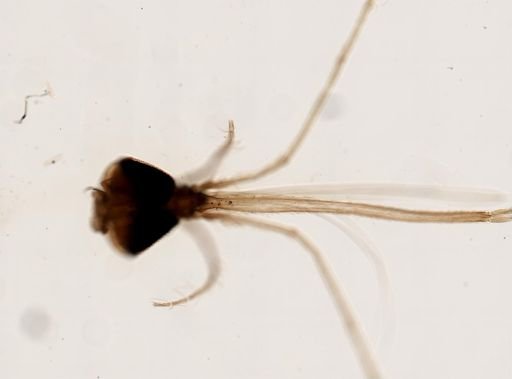 Anopheles