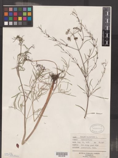 Cicuta bulbifera
