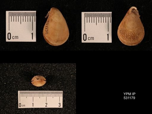 Terebratulina septentrionalis