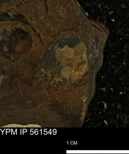 undet. Bivalvia
