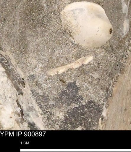 undet. Mollusca