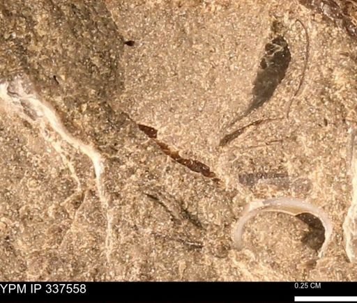 undet. Mollusca