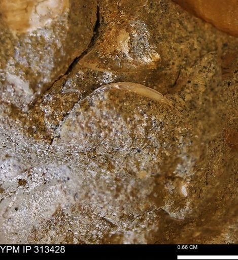 Corbicula sp.