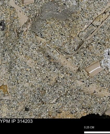 undet. Scaphopoda