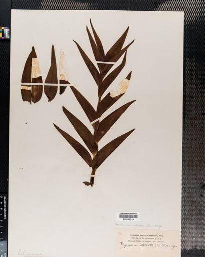 Maianthemum