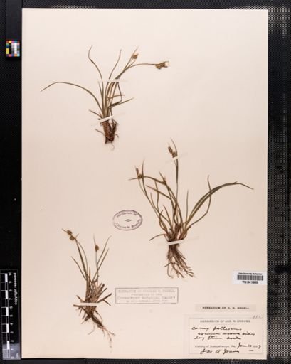 Carex pallescens