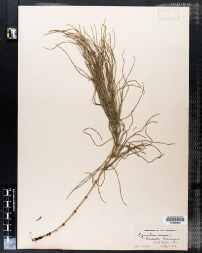 Equisetum arvense