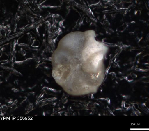 undet. Foraminiferida