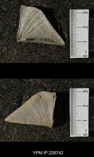 Neospirifer triplicatus gibbosus