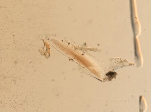Eunicidae