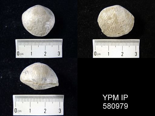 undet. Atrypidae