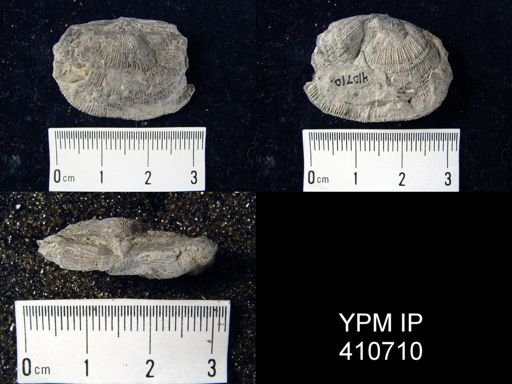 Schuchertella perversa