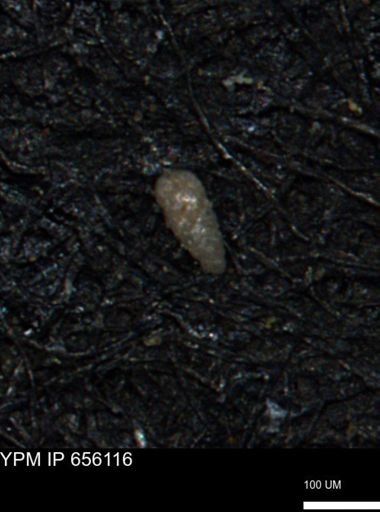 Verneuilinoides kansasensis