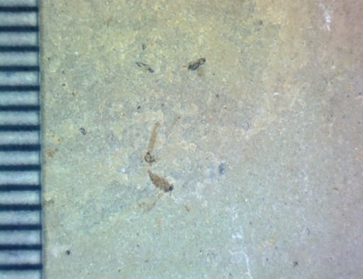undet. Hexapoda