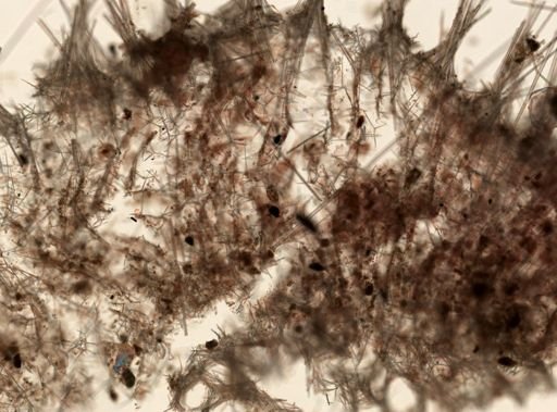 Sycon ciliatum
