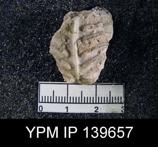 Oldhamina decepiens