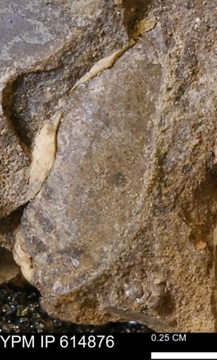 Limopsis? striatopunctatus