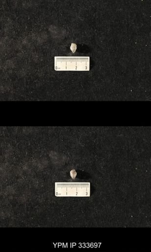 undet. Meristellidae