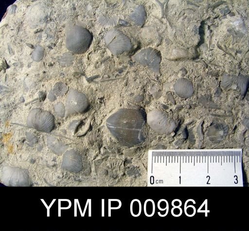 Brachiopod Assemblage Slab