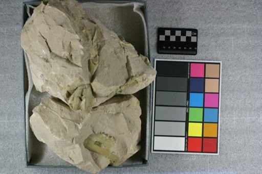 Eporeodon sp.