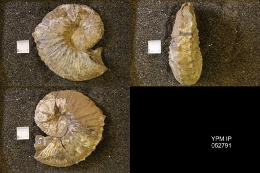 Jeletzkytes nebrascensis