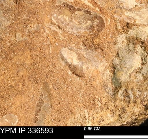 undet. Scaphitidae