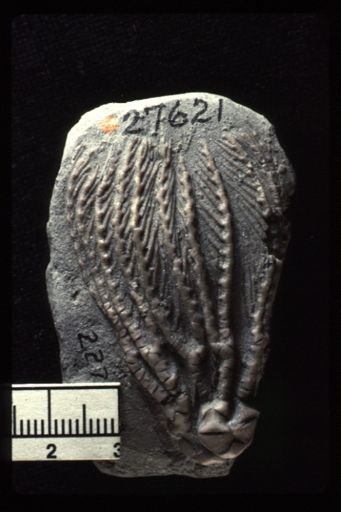 Abrotocrinus coreyi