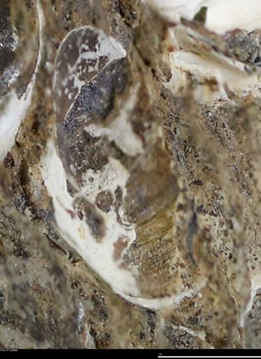 undet. Bivalvia