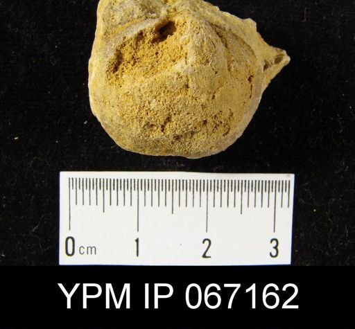 Schizophoria impressa