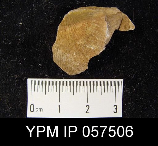Stropheodonta planulata