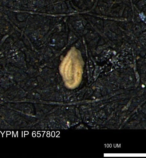 Spirolocammina subcircularis