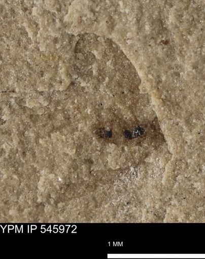 taxon undetermined